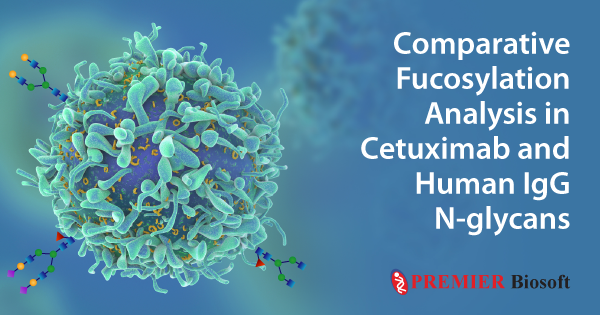 Cetuximab & Human IgG N-glycans Analysis