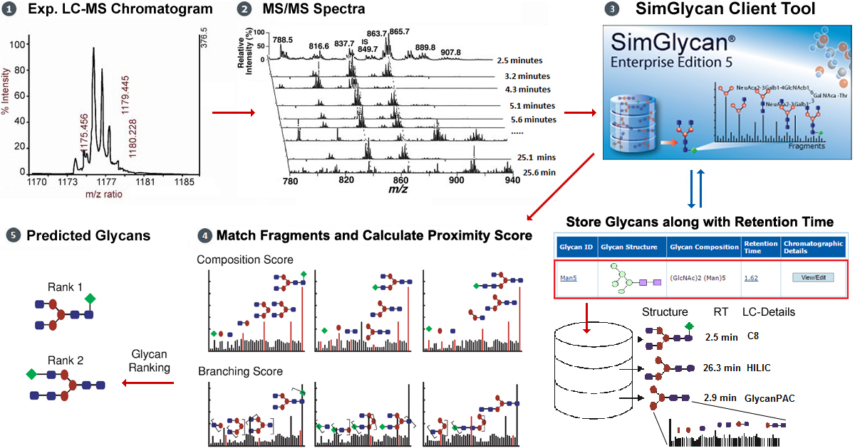 N-Linked Glycan Analysis