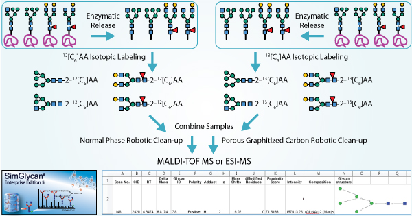 Glycan Identification and Quantitation with Stable Isotope Labels