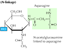 N-Linked glycosylation in proteins