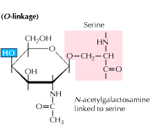 O-Linked glycosylation in proteins