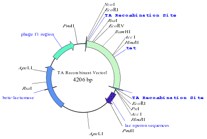 TA Cloning Recombinent Vector