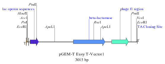 TA cloning commercial T vector