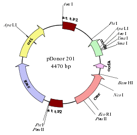 Draw circular plasmid maps with SimVector