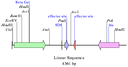 Draw linear plasmid maps with SimVector