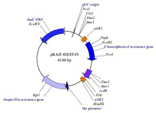 Design Vector Graphics Plasmid Maps with SimVector