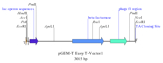 TA cloning vector diagram