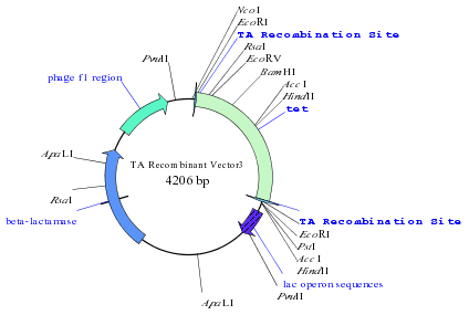 TA cloning vector diagram