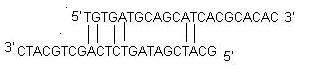 Cross Dimer