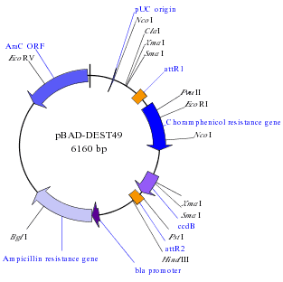 Destination Vector in GATEWAY Cloning LR reaction