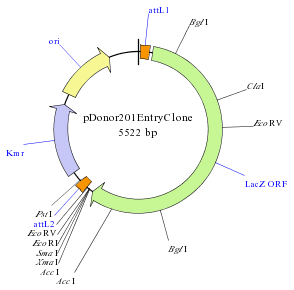 Generated entry clone in GATEWAY cloning experiment