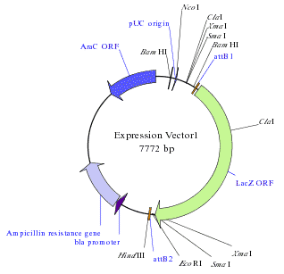 Generated Expression Vector in GATEWAY cloining 