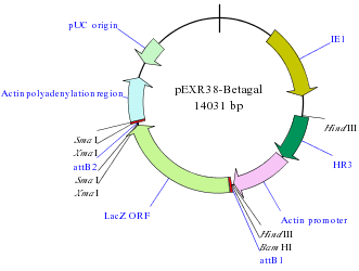 Expression Clone in BP Reaction in GATEWAY cloning experiment