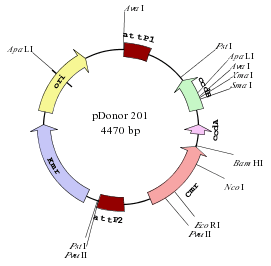 Donor vector in BP Reaction in GATEWAY cloning experiment