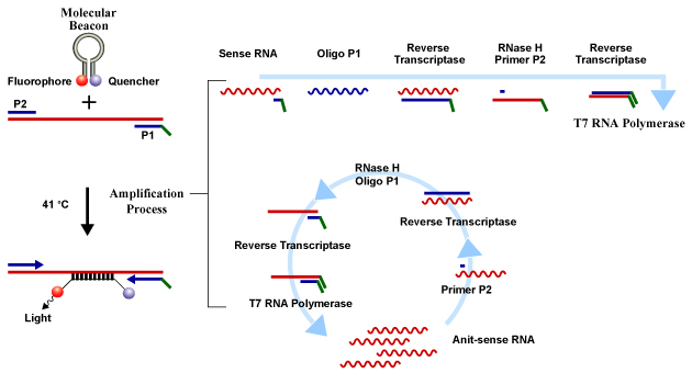 Steps performed in NASBA Amplification Process