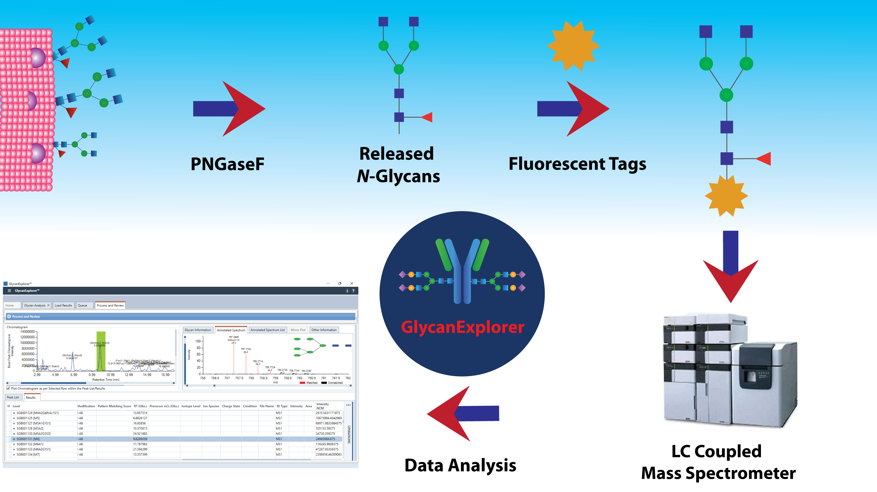 N-Glycan analysis workflow for labeled released N-Glycans