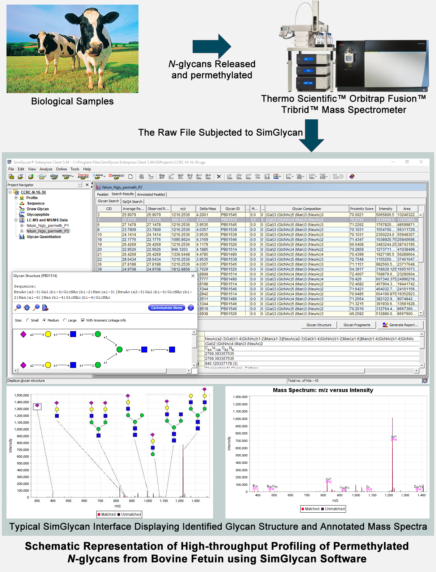 Schematic representation of high throughput profiling of permethylated N-glycans from Bovine fetuin using SimGlycan Software