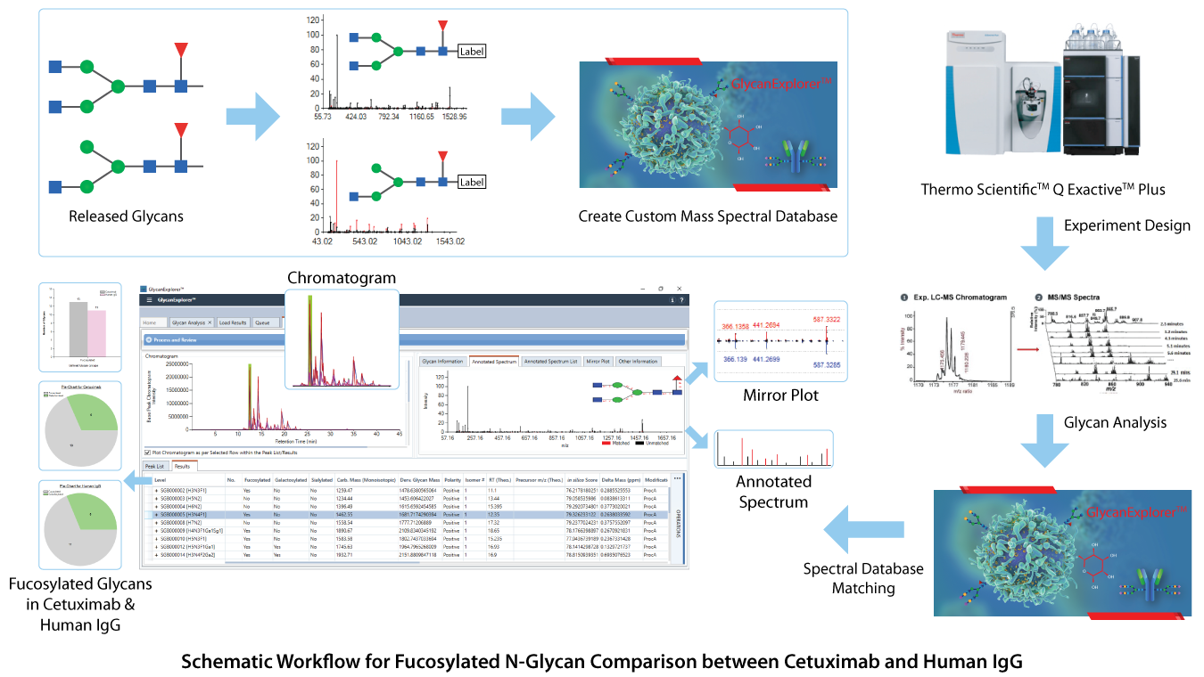 Schematic Workflow for Fucosylated N-Glycan Comparison between Cetuximab and Human IgG