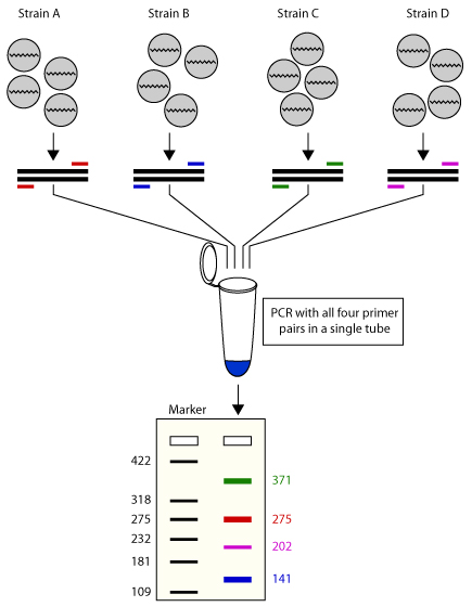 Multiplex PCR reaction for amplification of multiple target sequences in a single reaction tube.