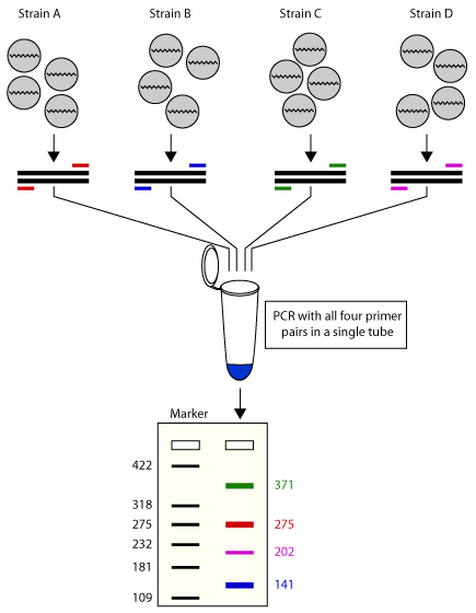 https://www.premierbiosoft.com/images/tech_images/multiplex_pcr_mechanism.jpg?utm_source=chatgpt.com